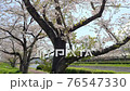 潤井川の桜吹雪 76547330