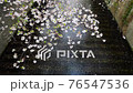 目黒川の桜の花びらの流れ 76547536