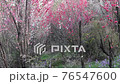 春の花吹雪の動画 76547600