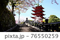 Miyajima's five-storied pagoda and Sakura Fubuki 76550259
