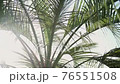 ヤシの木　太陽　光 76551508