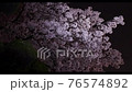 夜晚的櫻花 76574892
