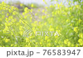 風に揺れる菜の花と野草 76583947