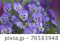 花畑で風に揺れる紫色のパンジー 76583948