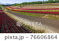 観光花畑・四季彩の丘 ドローン空撮 観光花畑・四季彩の丘 ドローン空撮 76606864