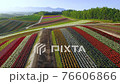 観光花畑・四季彩の丘 ドローン空撮 観光花畑・四季彩の丘 ドローン空撮 76606866