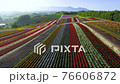 観光花畑・四季彩の丘 ドローン空撮 観光花畑・四季彩の丘 ドローン空撮 76606872