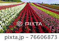 観光花畑・四季彩の丘 ドローン空撮 観光花畑・四季彩の丘 ドローン空撮 76606873