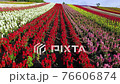 観光花畑・四季彩の丘 ドローン空撮 観光花畑・四季彩の丘 ドローン空撮 76606874