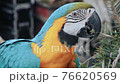 Portrait colorful parrot on tree branch. Macaw parrot with blue and yellow color. Close up and 4K. 76620569