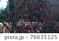 Cherry blossom trees blowing in wind 76635125
