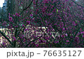 Cherry blossom trees blowing in wind 76635127
