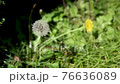 Dandelion fluff 76636089