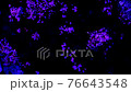 [Sakura-SAKURA] Fantastic cherry blossom petals flowing through the river | Meteor shower of petals 76643548