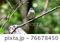 Warbler singing in the fresh green forest (with sound) 76678450