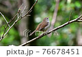 Warbler singing in the fresh green forest (with sound) 76678451