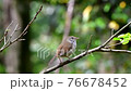 Warbler singing in the fresh green forest (with sound) 76678452