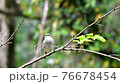 Warbler singing in the fresh green forest (with sound) 76678454