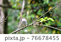 Warbler singing in the fresh green forest (with sound) 76678455