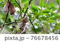 Warbler singing in the fresh green forest (with sound) 76678456