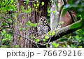 Parent bird of an owl watching over a nest nesting in the forest 76679216