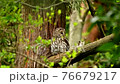 Parent bird of an owl watching over a nest nesting in the forest 76679217