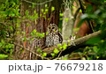 Parent bird of an owl watching over a nest nesting in the forest 76679218