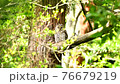 Parent bird of an owl watching over a nest nesting in the forest 76679219