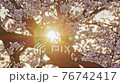 Light of the sunrise of the cherry blossoms on the Kurosawa River 76742417