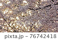 Light of the sunrise of the cherry blossoms on the Kurosawa River 76742418
