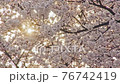 Light of the sunrise of the cherry blossoms on the Kurosawa River 76742419