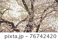 Light of the sunrise of the cherry blossoms on the Kurosawa River 76742420