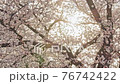 Light of the sunrise of the cherry blossoms on the Kurosawa River 76742422