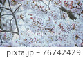 Close-up of cherry blossoms on the Kurosawa River and bokeh of light balls 76742429