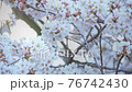 Close-up of cherry blossoms on the Kurosawa River and bokeh of light balls 76742430