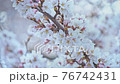 Close-up of cherry blossoms on the Kurosawa River and bokeh of light balls 76742431