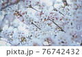 Close-up of cherry blossoms on the Kurosawa River and bokeh of light balls 76742432