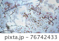 Close-up of cherry blossoms on the Kurosawa River and bokeh of light balls 76742433