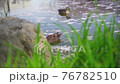 Spot-billed ducks playing in the water 76782510