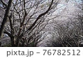 Sisters walking in the cherry blossom trees park 76782512