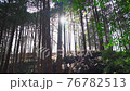Nature-rich forest morning 76782513