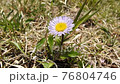 Azumagiku (Higashikiku) 76804746