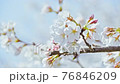 High key cherry blossoms close up 76846209