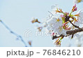 High key cherry blossoms close up 76846210