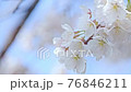 High key cherry blossoms close up 76846211