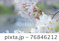 High key cherry blossoms close up 76846212