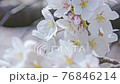 High key cherry blossoms close up 76846214