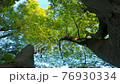 Looking up at the fresh green trees swaying in the wind 76930334