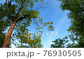 Time lapse of trees in the darkening park 76930505