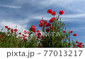 Red poppy under the blue sky 77013217